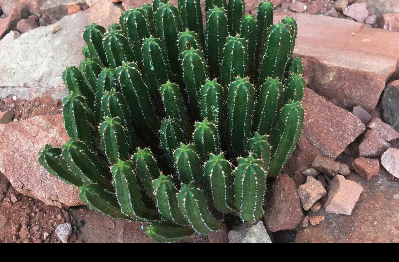 Tapeta ferocactus