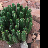 Tapeta ferocactus