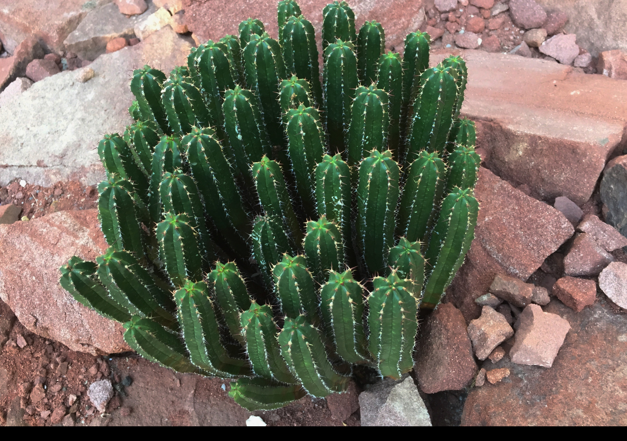 Tapeta ferocactus