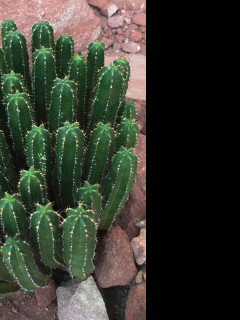 Tapeta ferocactus