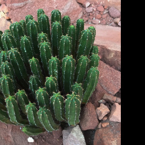 Tapeta ferocactus