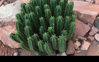 Tapeta ferocactus