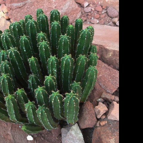 Tapeta ferocactus