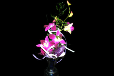 Tapeta: fialov orchidea
