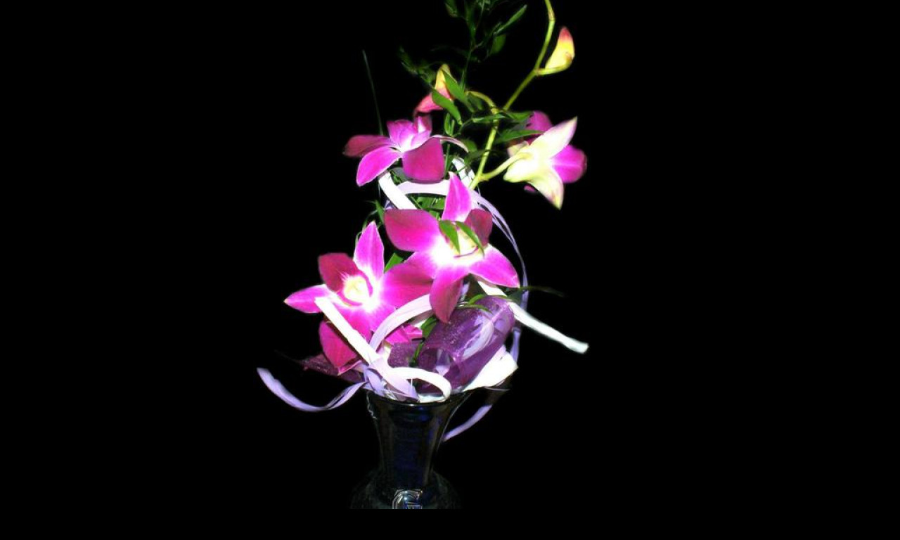 Tapeta fialova_orchidea
