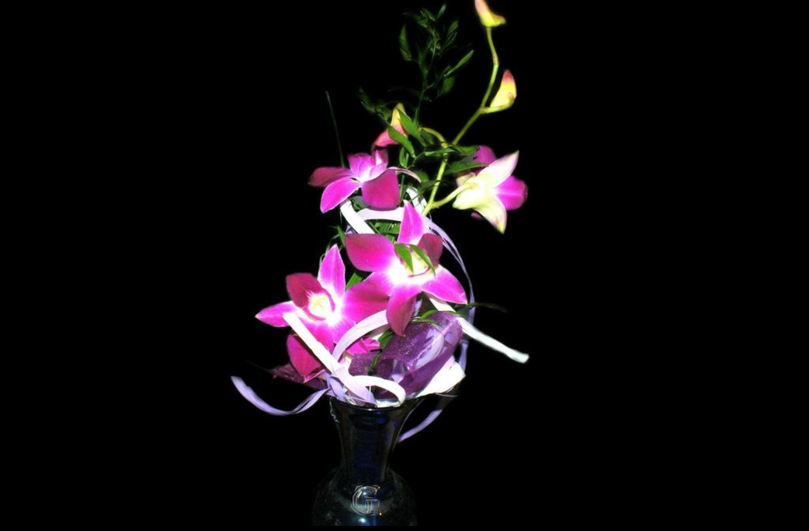 Tapeta fialova_orchidea