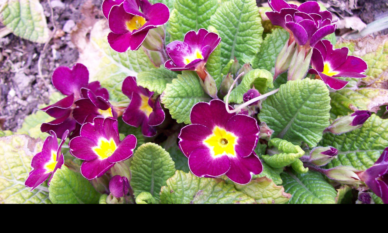 Tapeta fialovozluty_petrklic