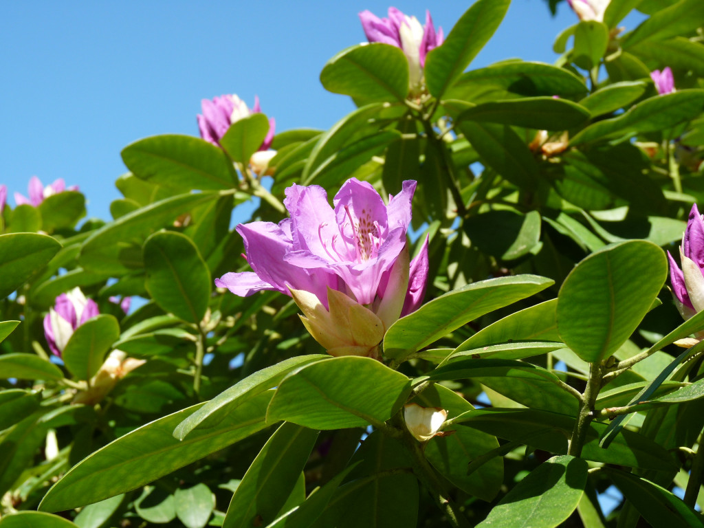 Tapeta fialovy_rododendron