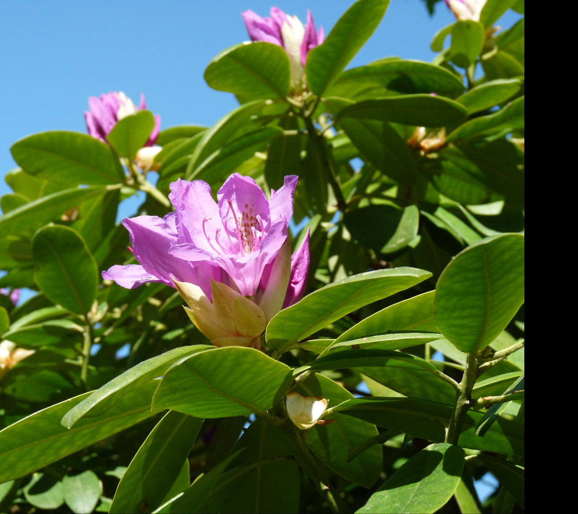 Tapeta fialovy_rododendron