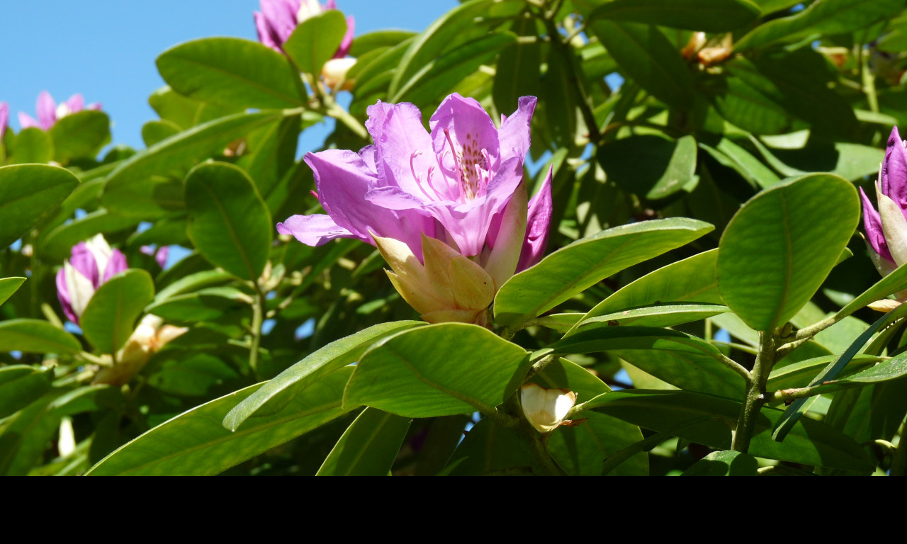 Tapeta fialovy_rododendron