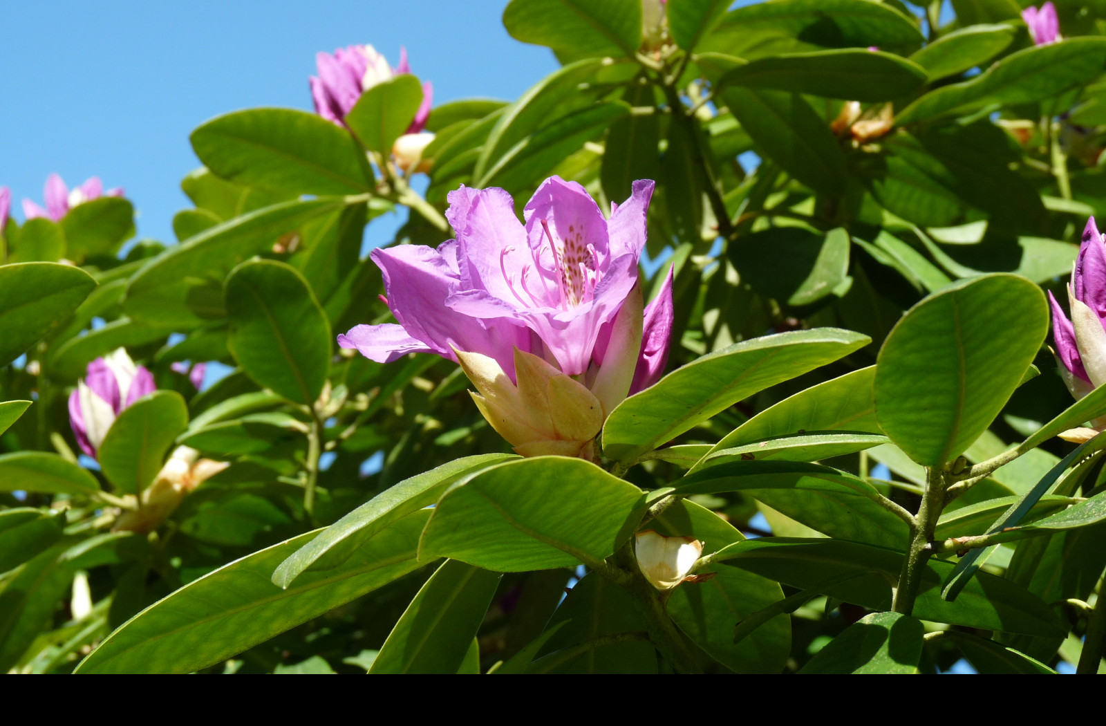 Tapeta fialovy_rododendron