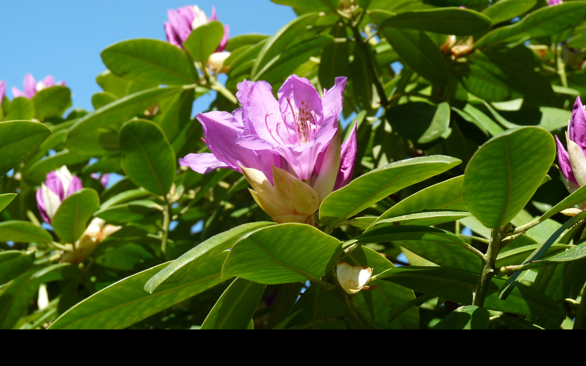 Tapeta fialovy_rododendron