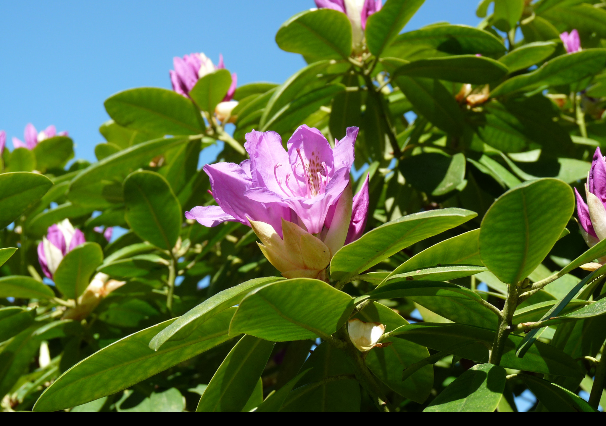 Tapeta fialovy_rododendron