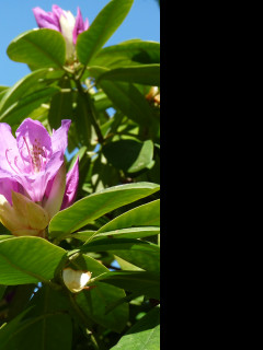 Tapeta fialovy_rododendron