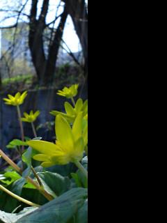 Tapeta ficaria_verna