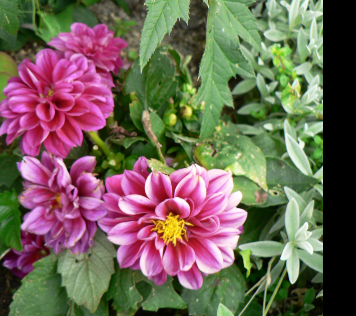 Tapeta flora_1
