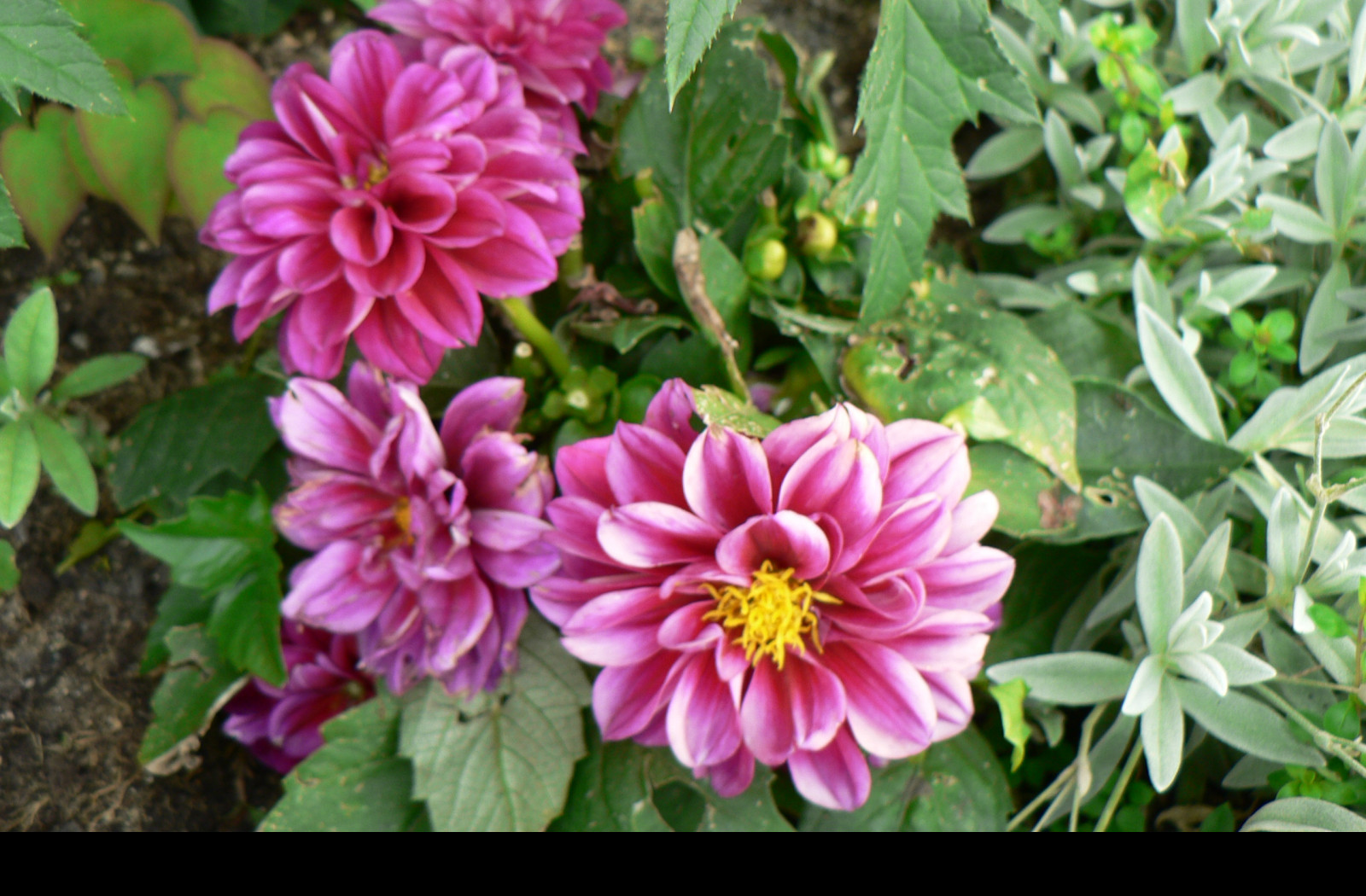 Tapeta flora_1