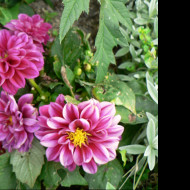 Tapeta flora_1