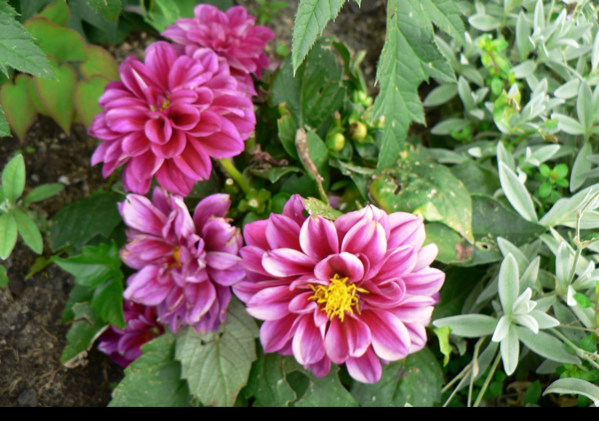 Tapeta flora_1