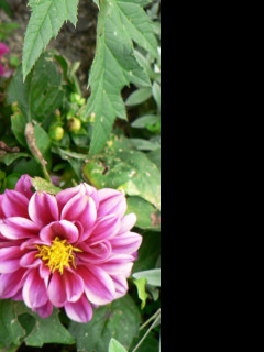 Tapeta flora_1