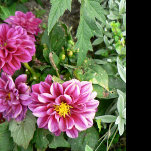 Tapeta flora_1