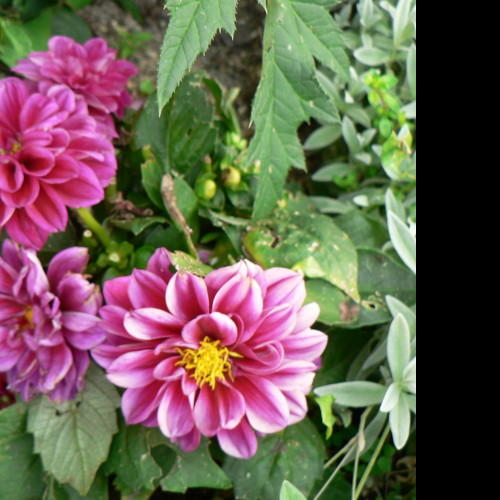 Tapeta flora_1