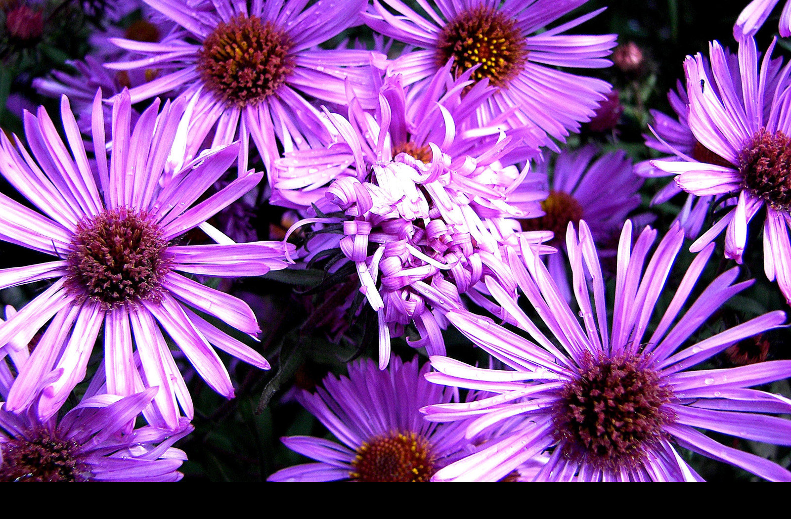 Tapeta flower12