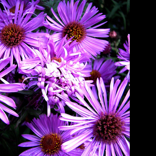 Tapeta flower12