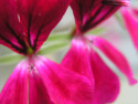 Tapeta Flowers