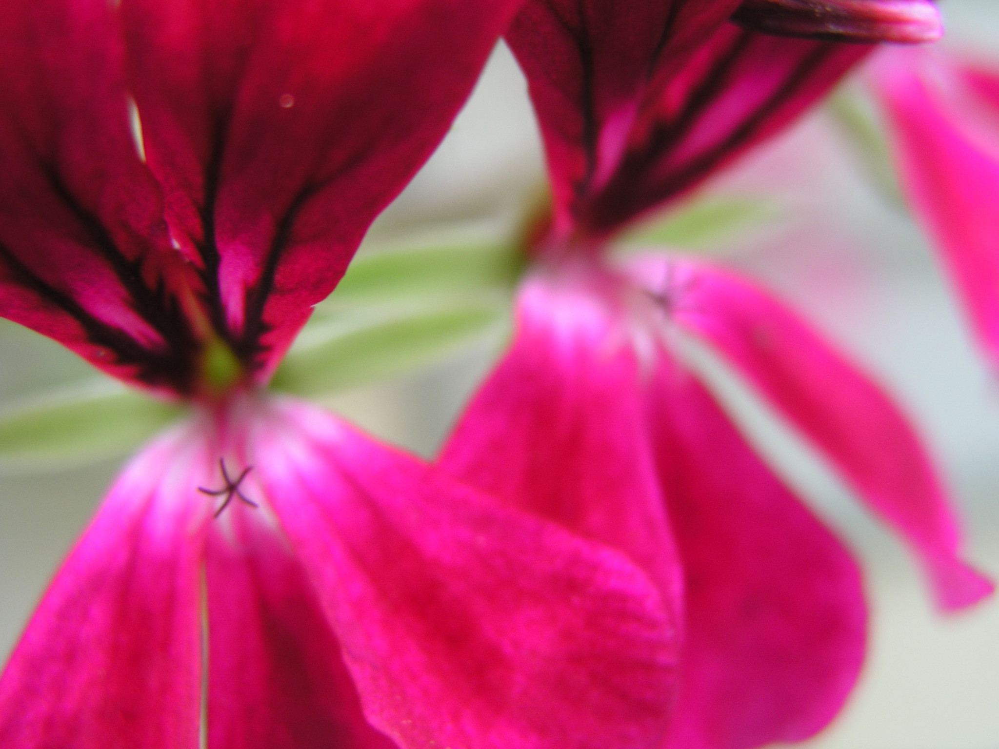 Tapeta flowers