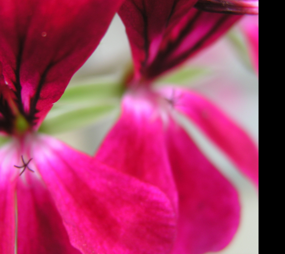 Tapeta flowers