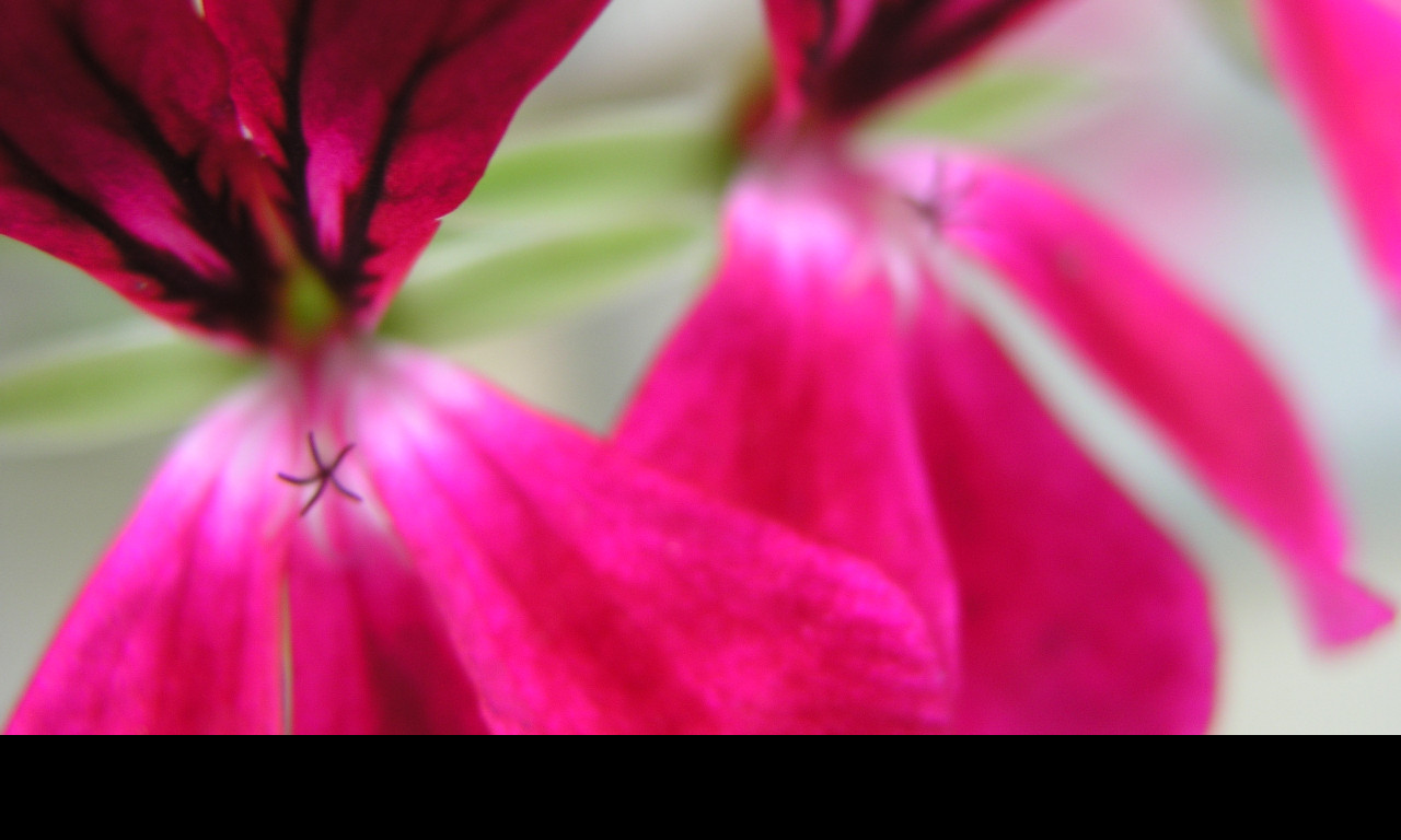 Tapeta flowers