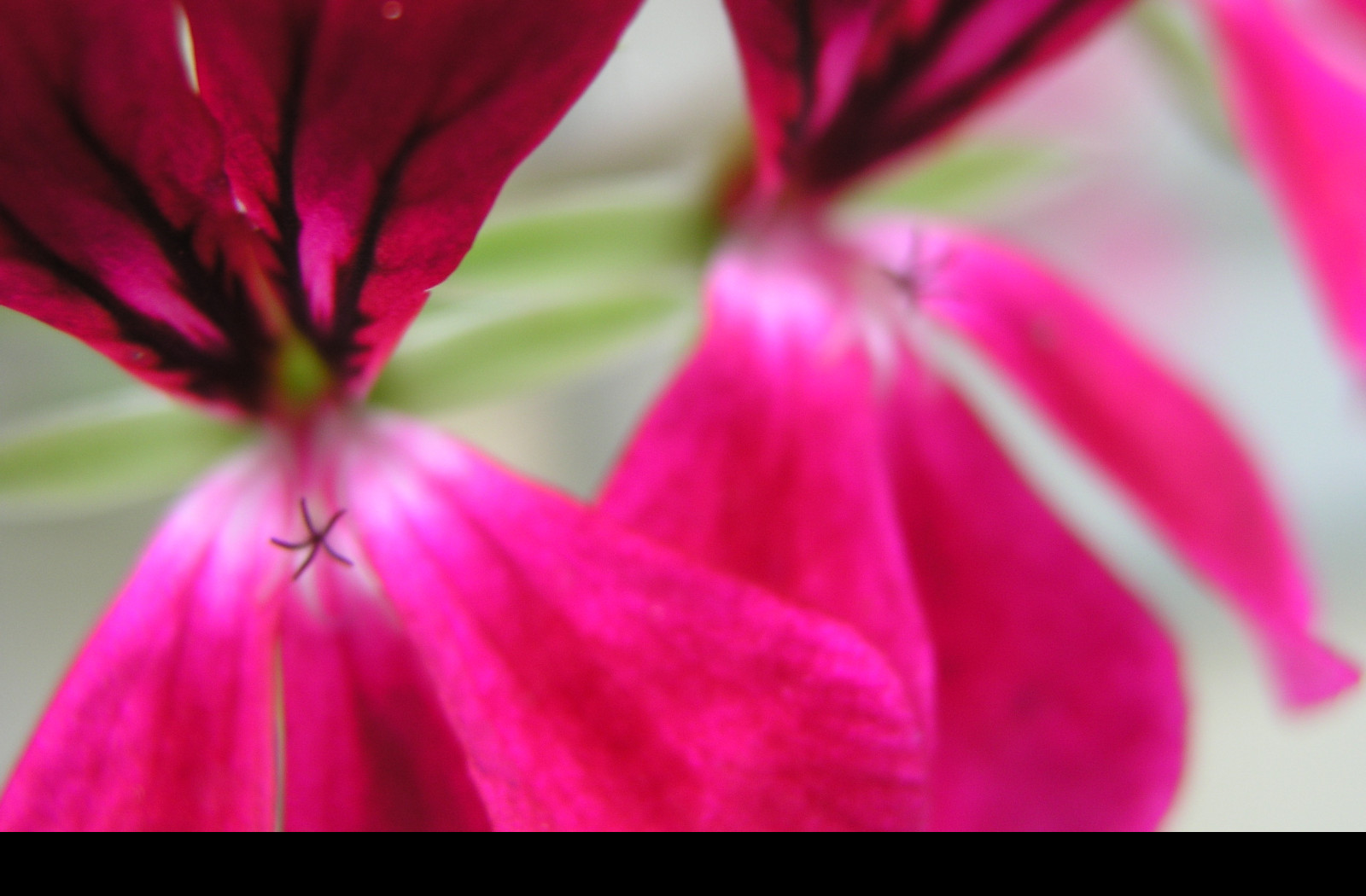 Tapeta flowers