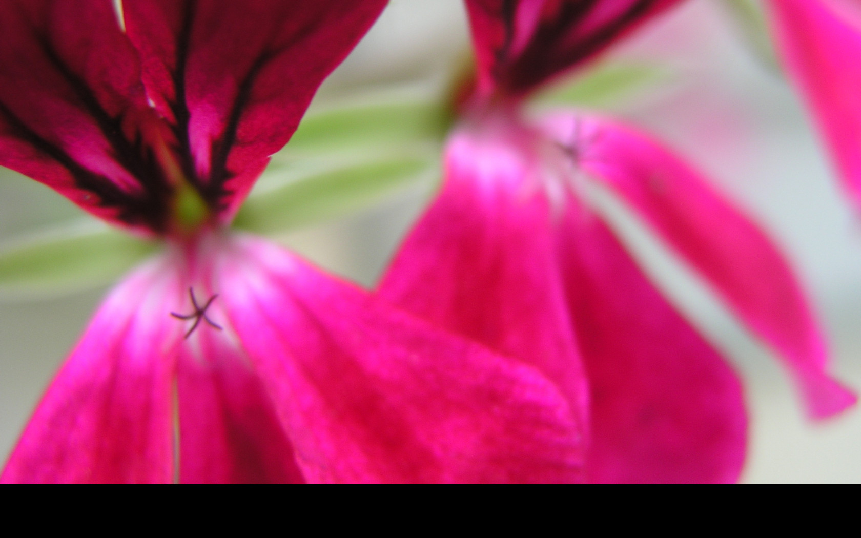 Tapeta flowers