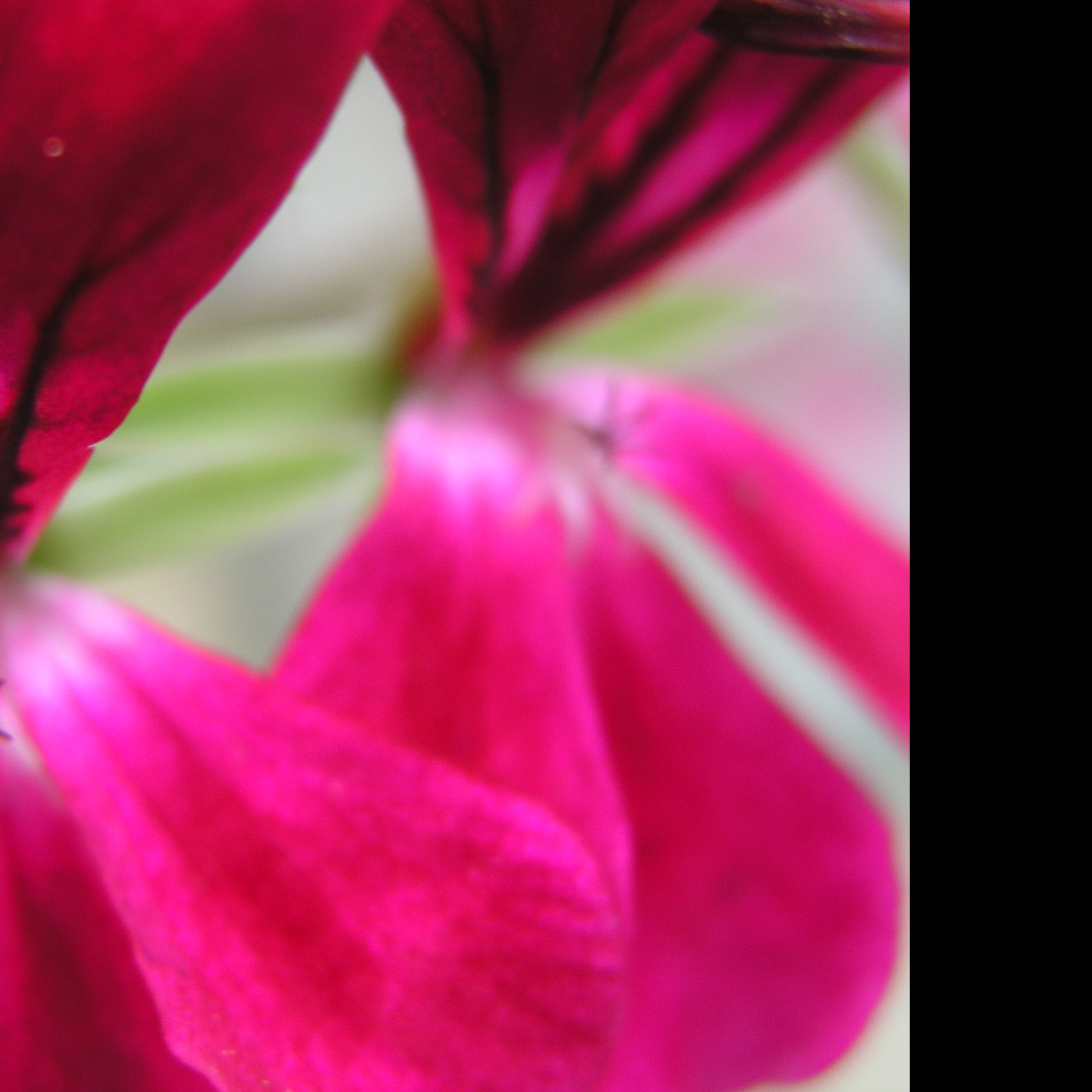 Tapeta flowers