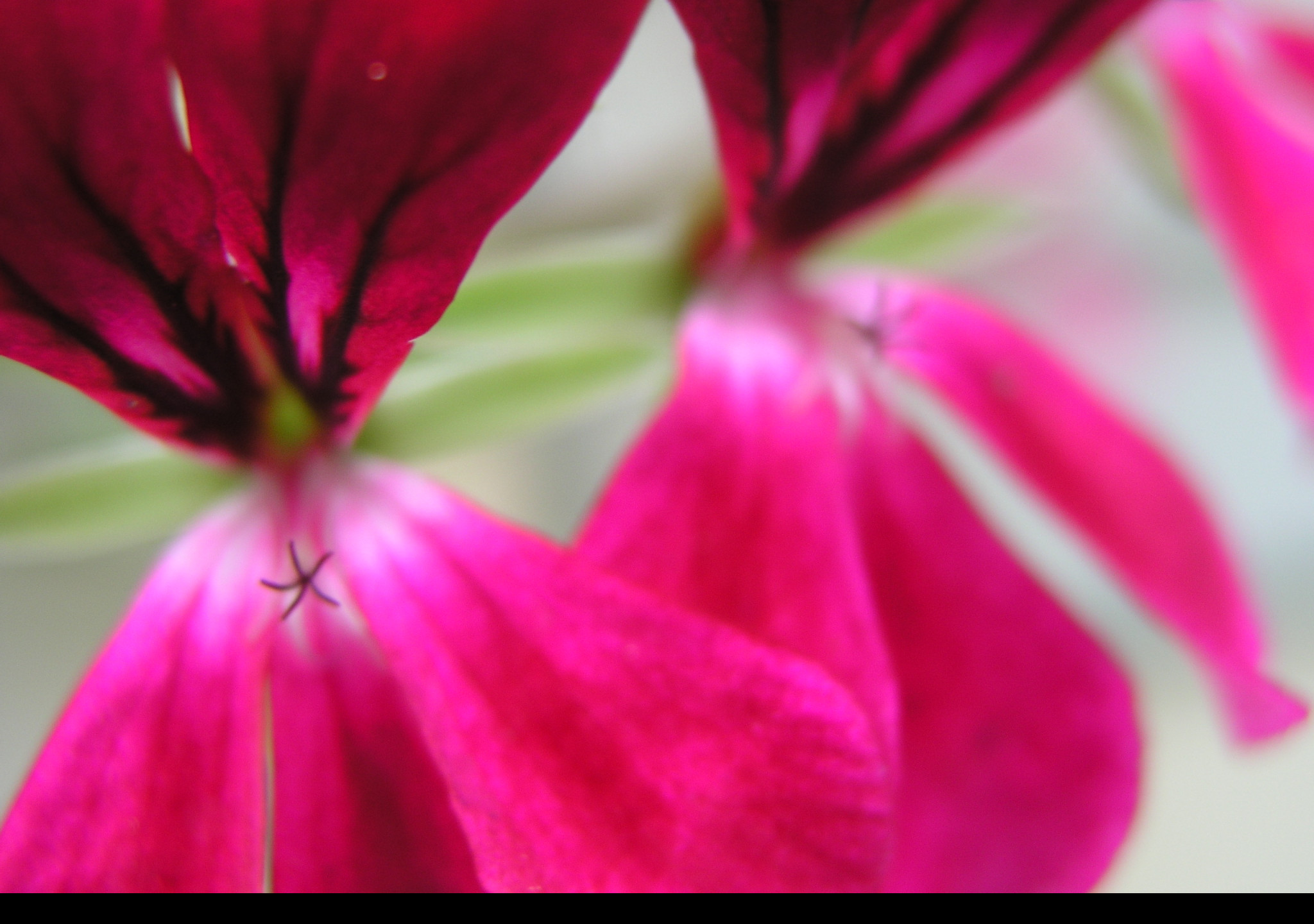 Tapeta flowers