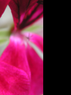 Tapeta flowers