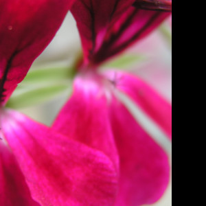 Tapeta flowers
