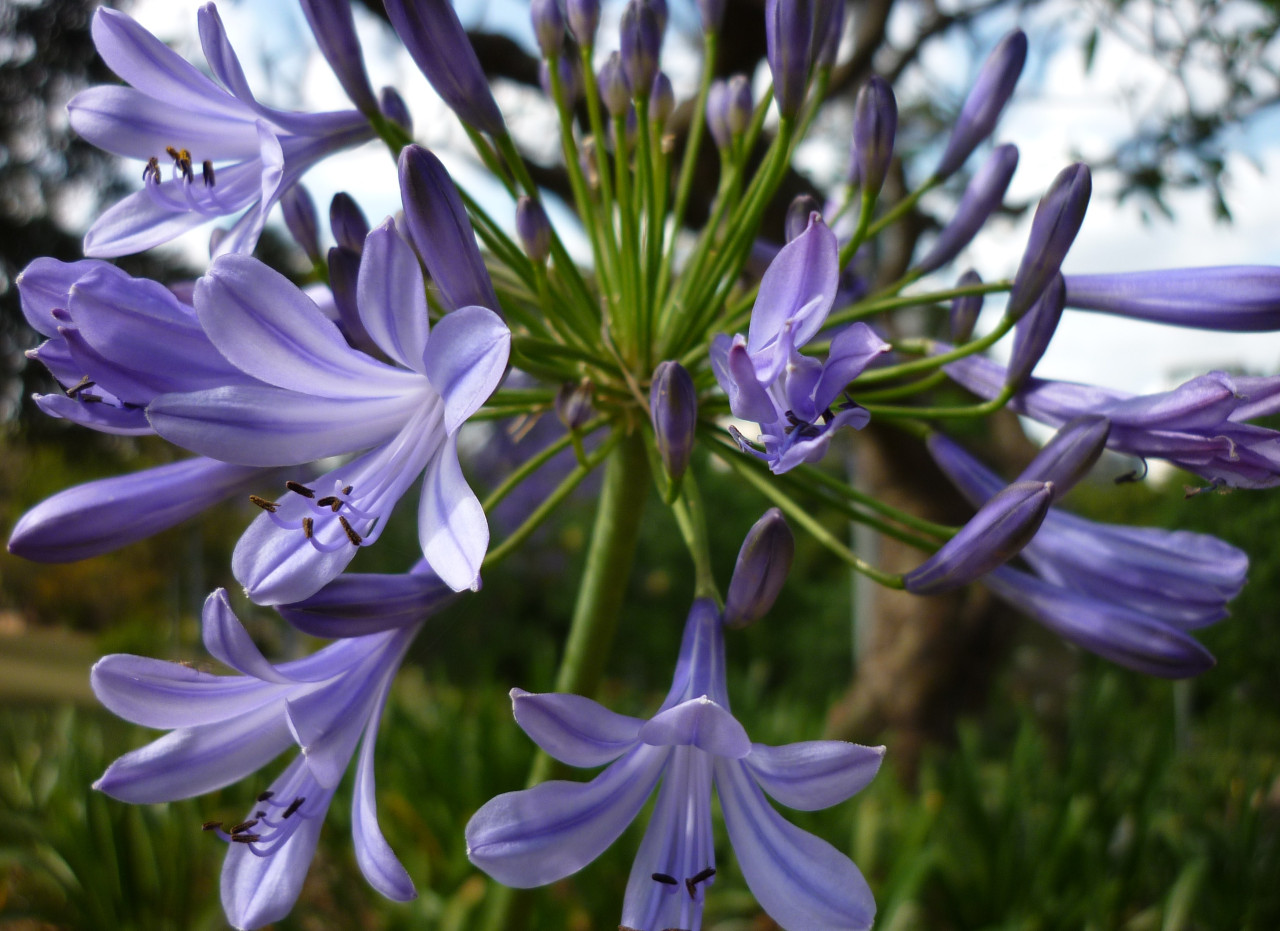 Tapeta flowers007