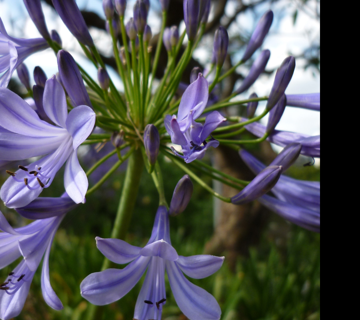 Tapeta flowers007