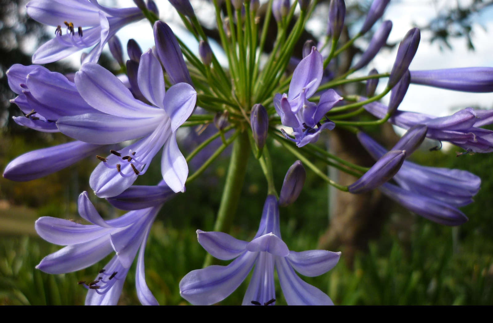 Tapeta flowers007