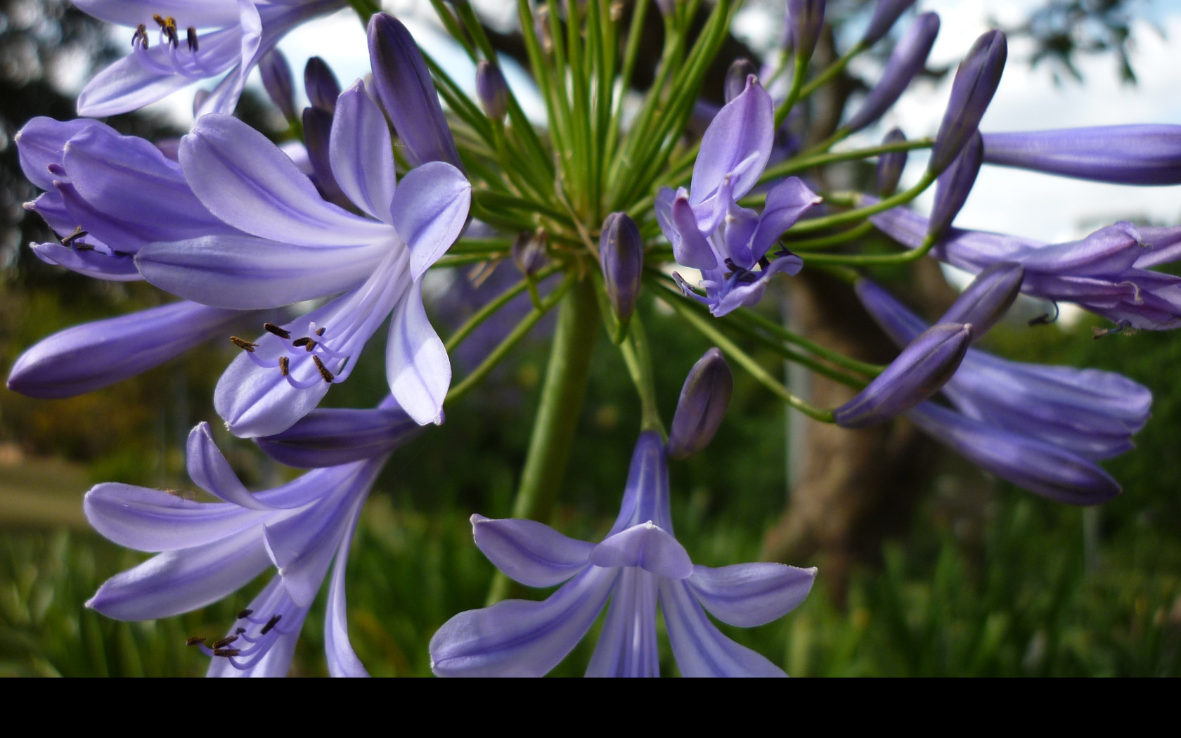 Tapeta flowers007