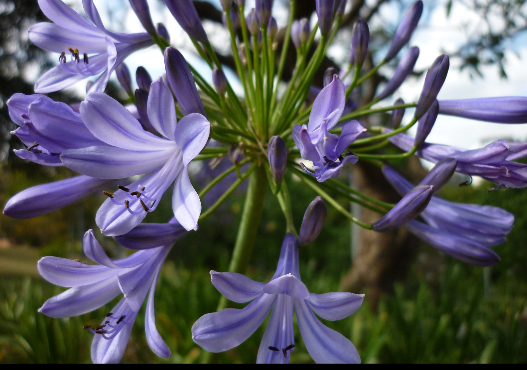 Tapeta flowers007