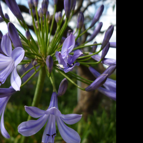 Tapeta flowers007