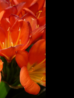 Tapeta flowers008