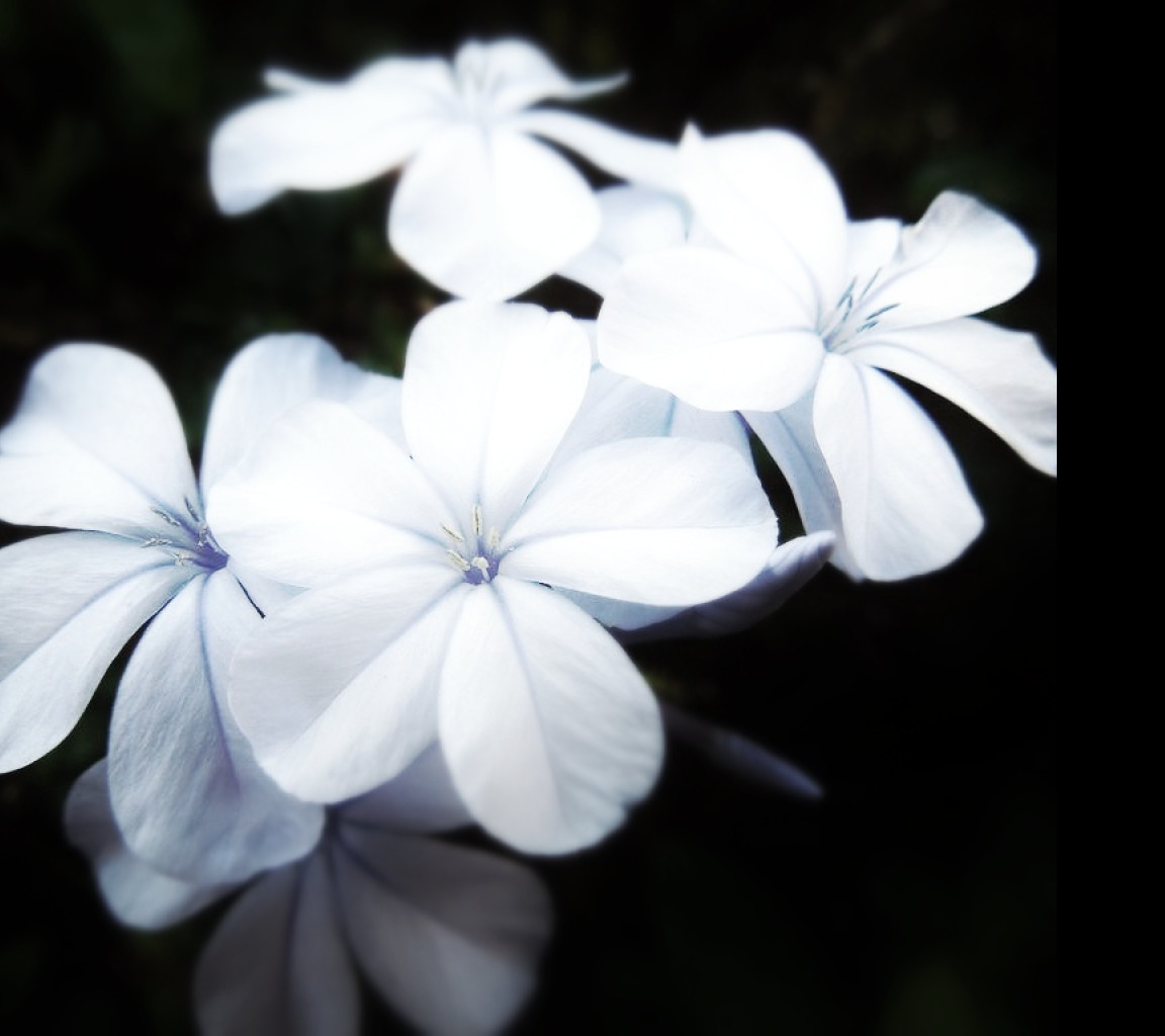 Tapeta flowers10