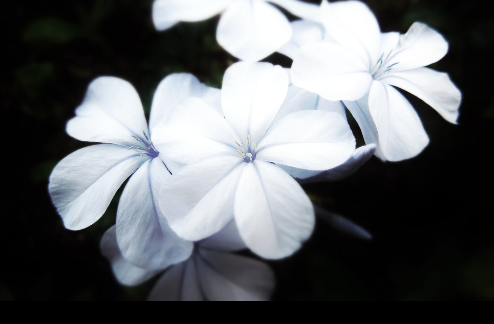 Tapeta flowers10