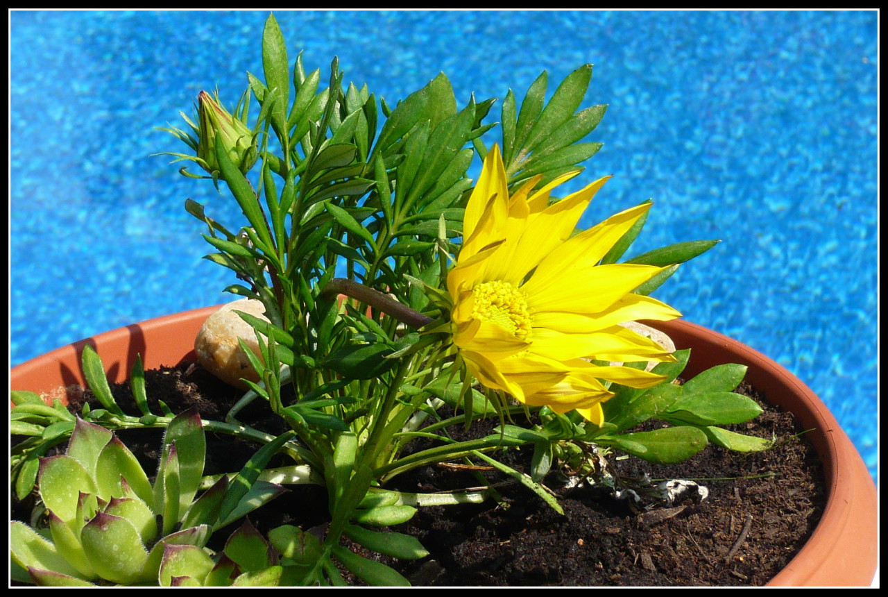 Tapeta flowers__water_and_sky