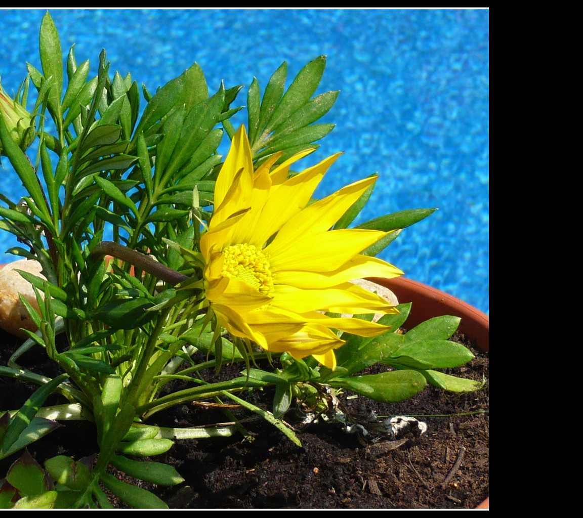 Tapeta flowers__water_and_sky