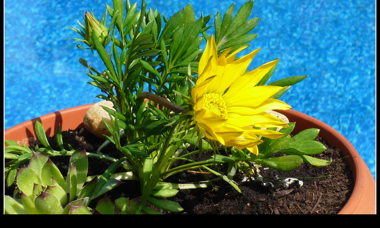 Tapeta flowers__water_and_sky